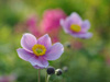 Anemone hupehensis'September Charm'